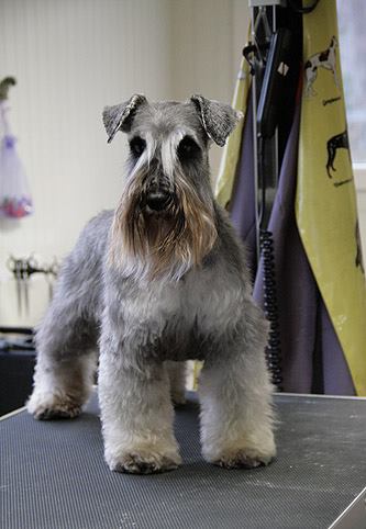 Salon pielęgnacji psów "Mini dog"