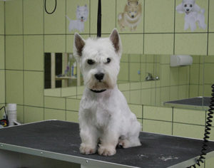 Salon pielęgnacji psów "Mini dog"