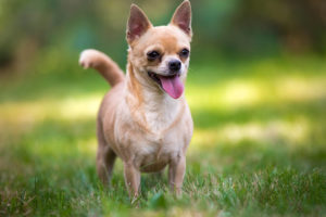 Chihuahua krótkowłosy Tosia Kociokwik FCI